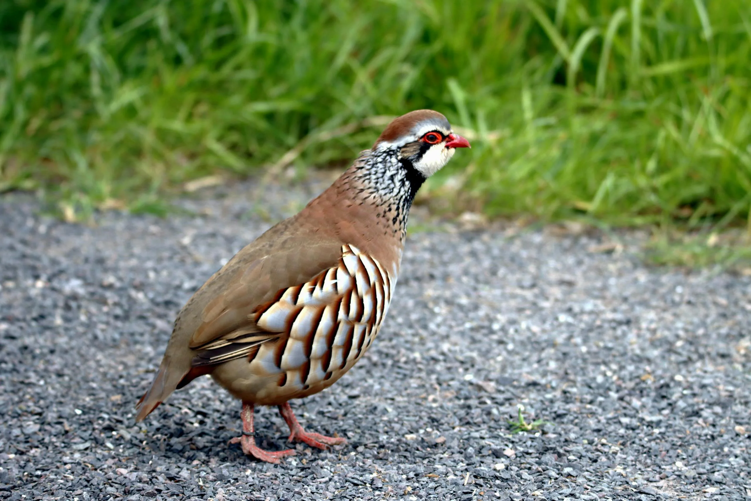 close-up-shot-of-a-partridge-12000845-scaled